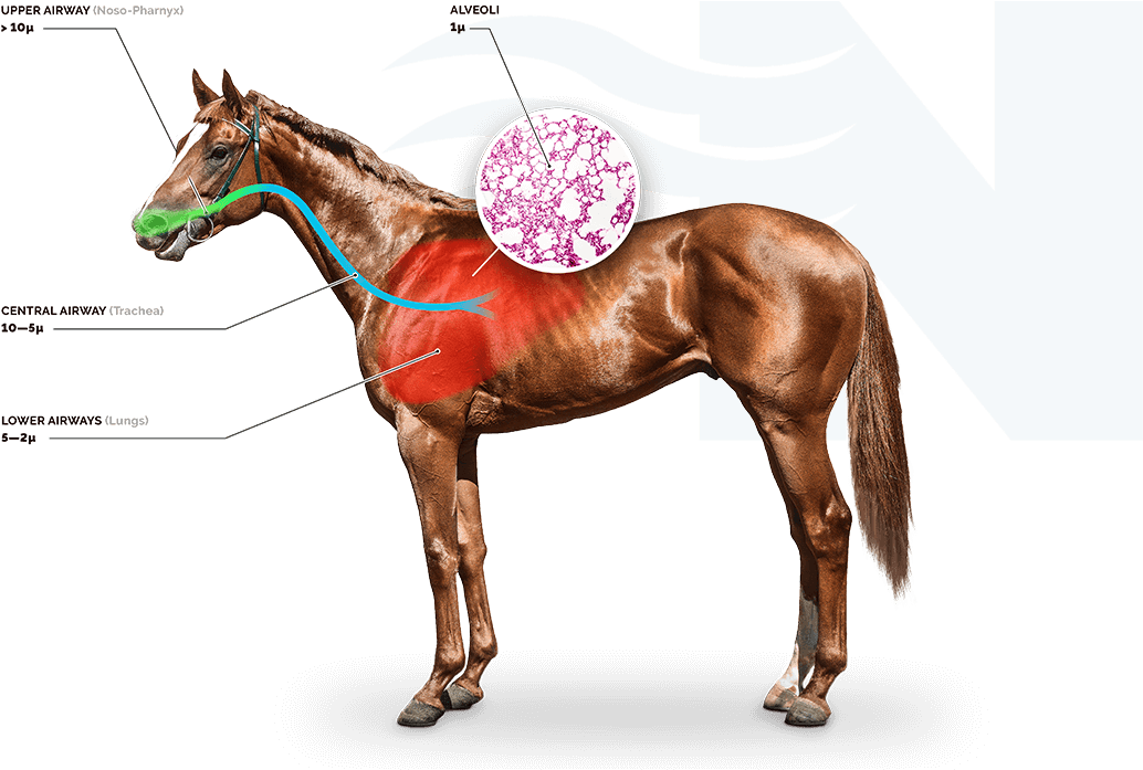 Save On The Cost Of Drugs Compared To Other Management - Noter Anatomie Du Cheval (1077x783), Png Download