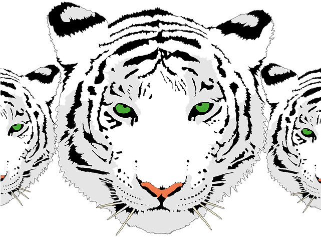 Bengal Clipart Tiger Head - White Tiger Face Png (640x480), Png Download