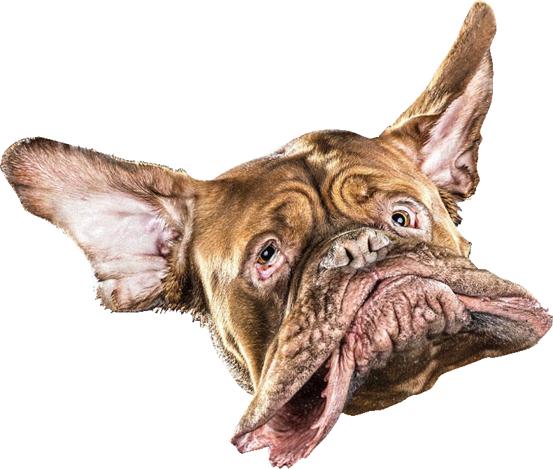 Animaldog Head (791x671), Png Download