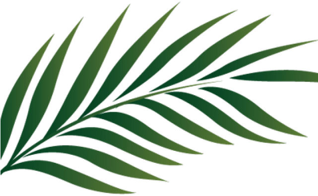 Tropics Clipart Palm Frond - Palm Leaves Png (640x480), Png Download