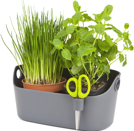 Home > Collection > Brussels Herbs Station - Flowerpot (750x750), Png Download