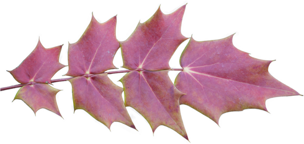 Fall Leaves Background Png (1024x516), Png Download