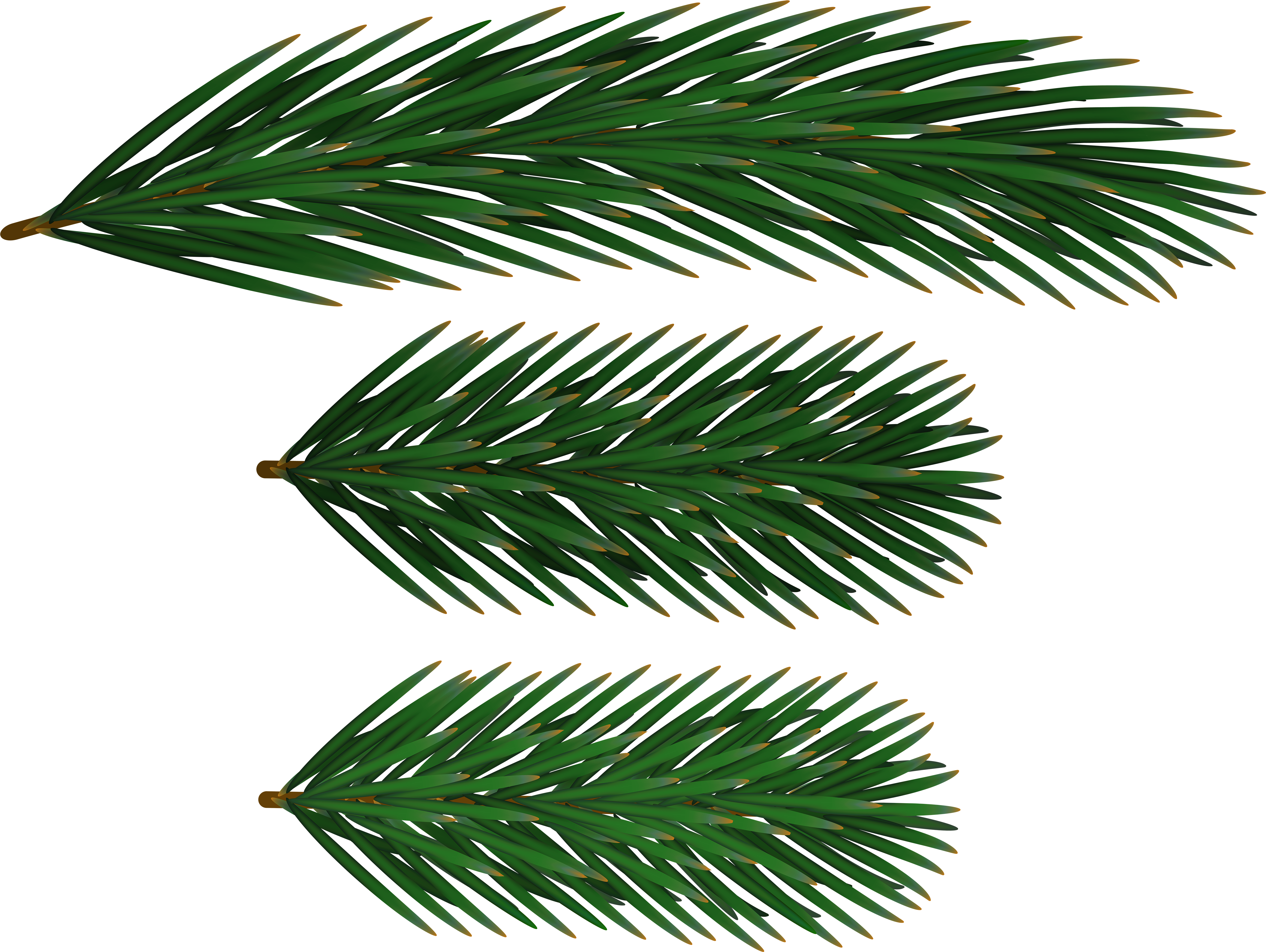 Free Png Pine Branches Png Png Images Transparent - Oregon Pine (850x637), Png Download