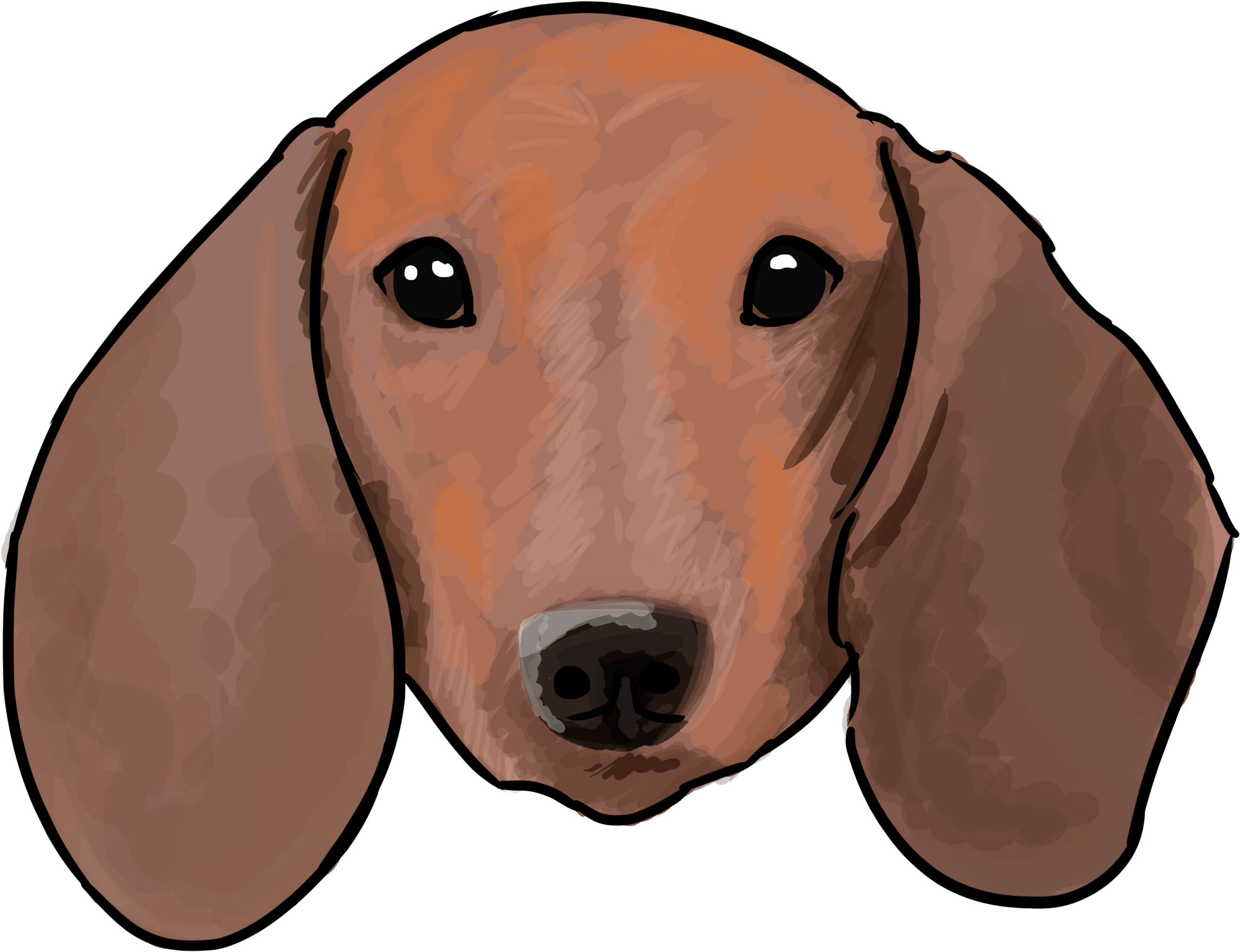 6 Why Are You A Dachshund - Drawing (3000x3000), Png Download