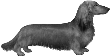 Longhaired Dachshund - B&w - Dachshund (450x360), Png Download