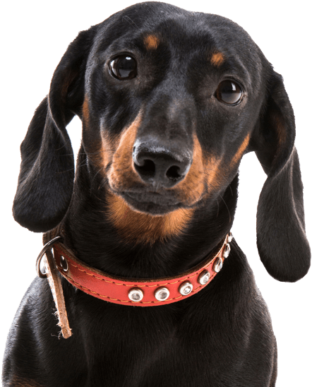 Search - Dog (565x585), Png Download