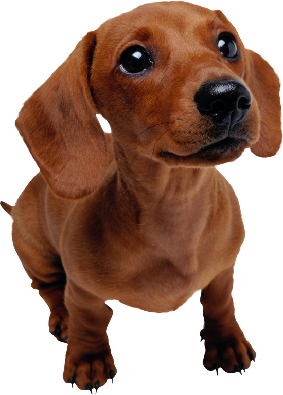 Dachshund Puppies - 61 Pictures - Dachshund Facts (550x769), Png Download