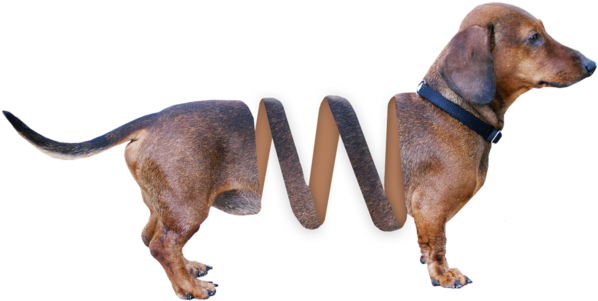 Dachshund Dog Animal, Animals - Red Bone Coon Hound (640x340), Png Download