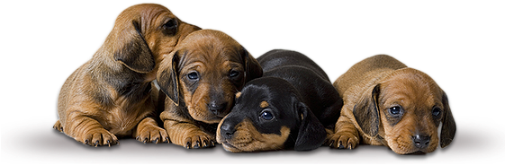 Dachshund Puppies - Dachshund Puppies Transparent (560x216), Png Download