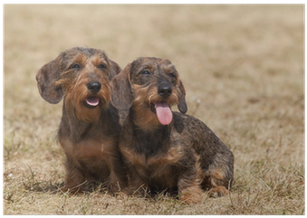 Portrait Of Two Dogs Breed Wire-haired Dachshund Poster - Dachshund (400x400), Png Download