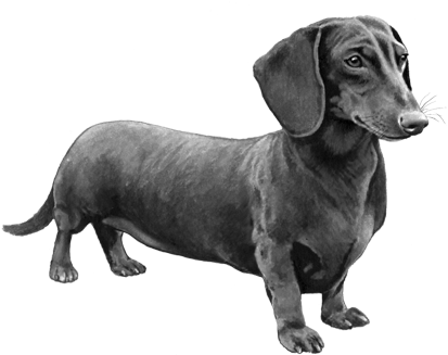 Shorthaired Dachshund - B&w - Dachshund Dog Counted Cross Stitch Pattern (450x360), Png Download