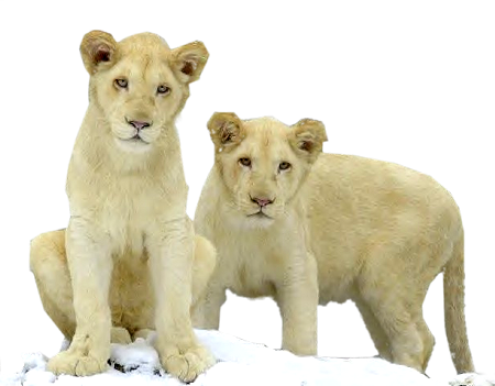 Cubs - Lion With Cub Png (450x351), Png Download