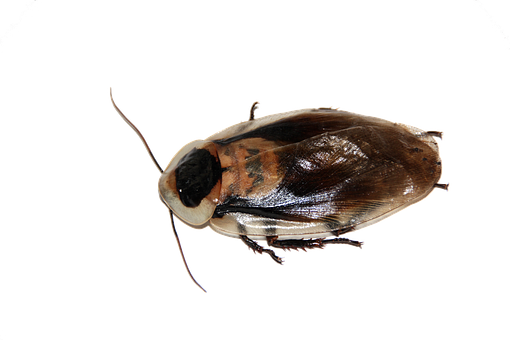 Cockroach Insect Imago Blaberus Pet Animal - Tamaño De La Mosca Domestica (510x340), Png Download
