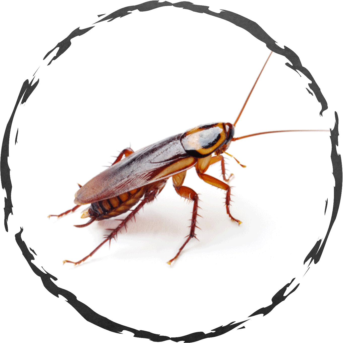 If You Encounter Cockroaches In A Home Or Food Handling - American Cockroach Free (1500x1500), Png Download