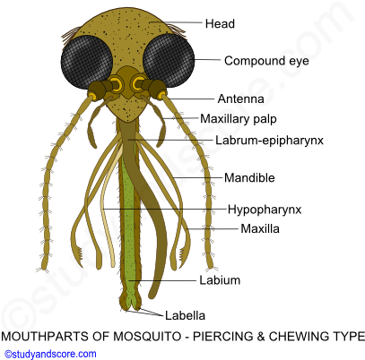 Butterfly Mouthparts, Cockroach Mouthparts, Housefly - Mouth Parts Of Mosquito (414x404), Png Download