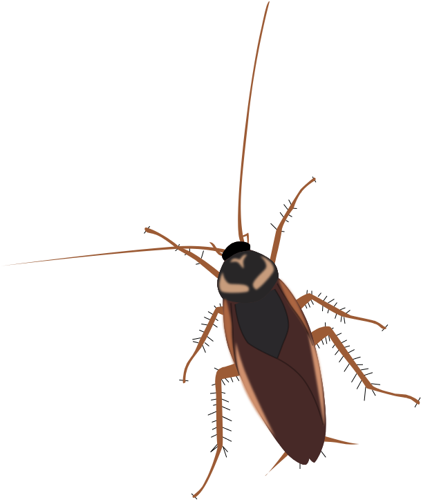 Cockroach - Twiki (655x768), Png Download