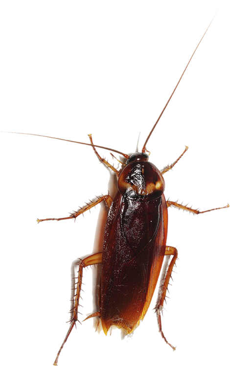 Entokim Target Pests Cockroaches Species Dictyoptera - Dead Man's Trip [book] (800x800), Png Download