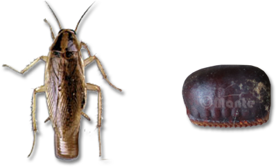 Most Other Species Deposit Their Ootheca After One - Soldier Beetle (960x242), Png Download