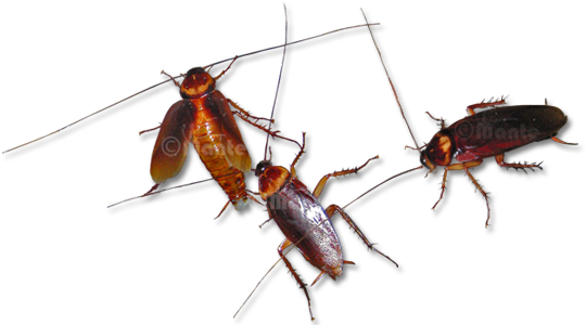 Adult Cockroaches Have Flat Body Form To Top To Bottom - Walking Cockroachs Transparent Gif (960x300), Png Download