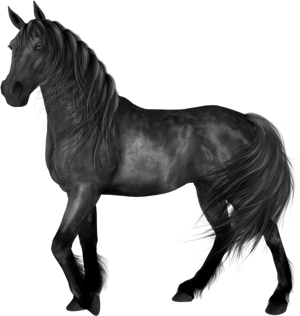Transparent Black Horse Animals Black And White, Black - Black Horse Png (625x656), Png Download