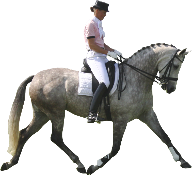 Dapple Gray Horse Pre - Dressage Horse White Background (778x705), Png Download