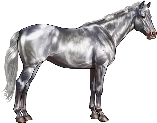 Many Believe The Famous Lipizzaner Stallions Are White, - Black And Grey Horse (600x500), Png Download