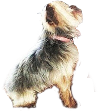 Australia's Agriculture Minister, Barnaby Joyce, Gave - Dog From Back Png (342x388), Png Download
