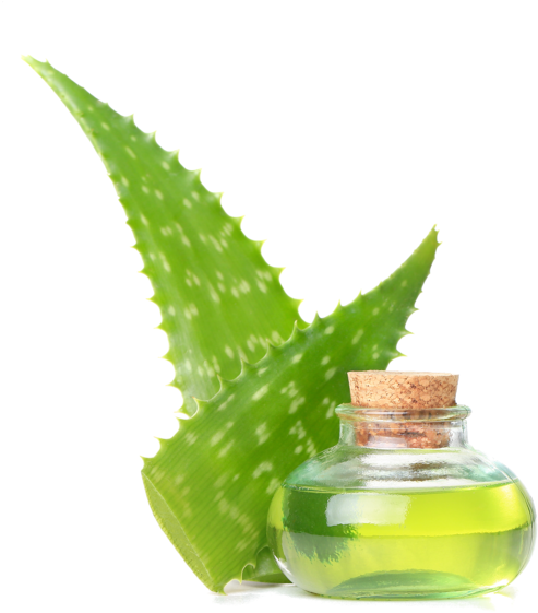 Aloe Vera No Background - Shaving Cream (1000x667), Png Download