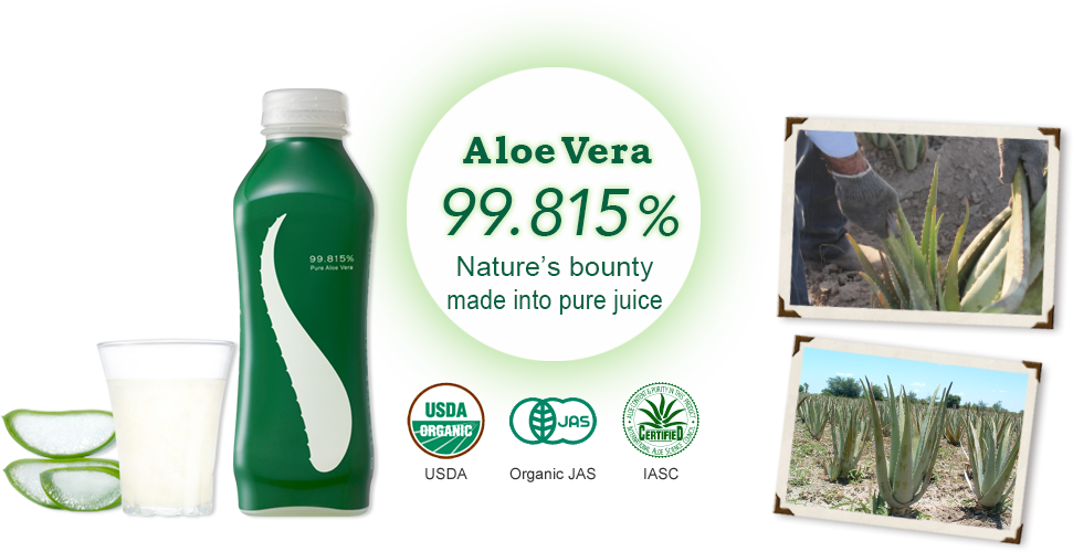 San Pedro Cactus (971x500), Png Download