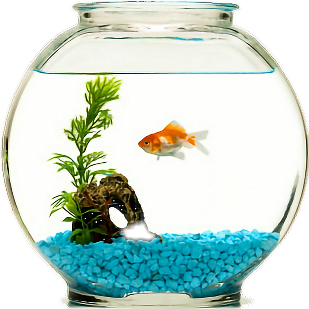 Fish Sticker - Goldfish Bowl (1024x1024), Png Download