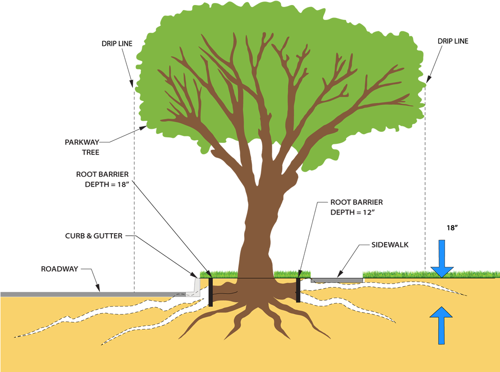 Clipart Freeuse And Roots Png For Free Download - System Diagram Of A Tree (1000x773), Png Download