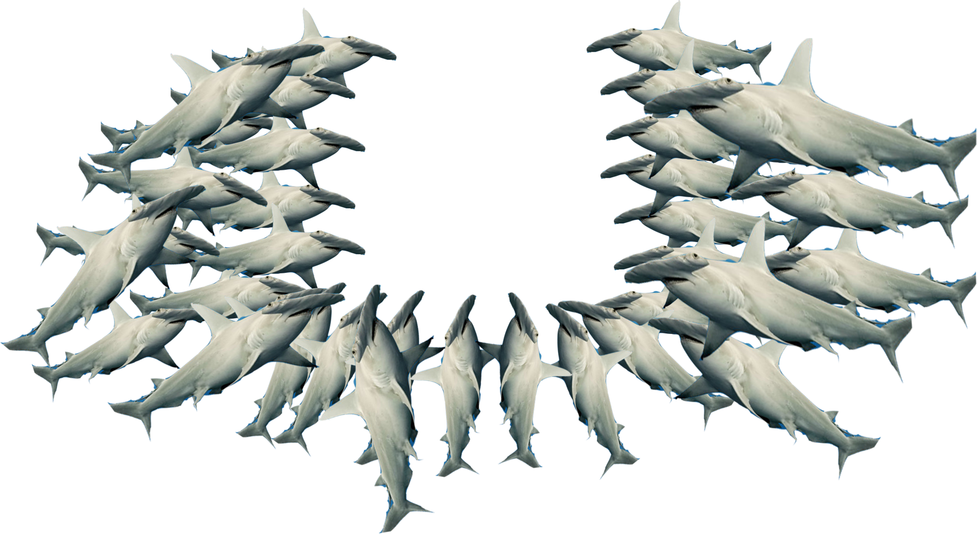 Sharks - Fighter Aircraft (2000x1094), Png Download