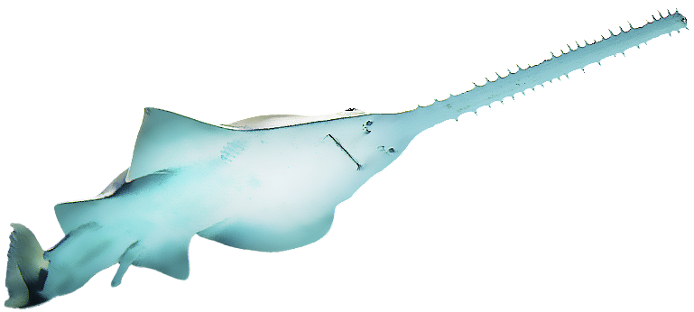 Http - //start - Att - Week/sea Misfits The Rare The - Saw Shark Png (850x478), Png Download