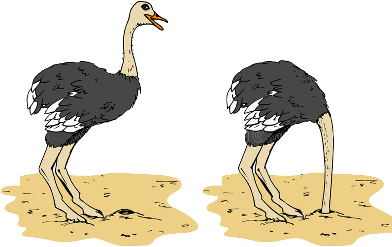 Ostrich - Ostrich Head In Sand Cartoon (800x600), Png Download