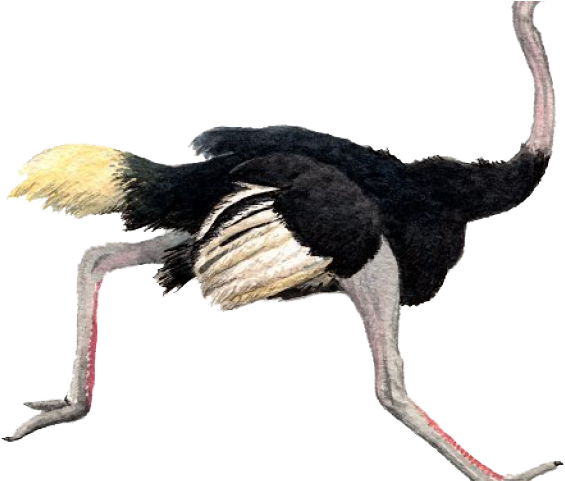 Ostrich Clipart Transparent - Ostrich (640x480), Png Download