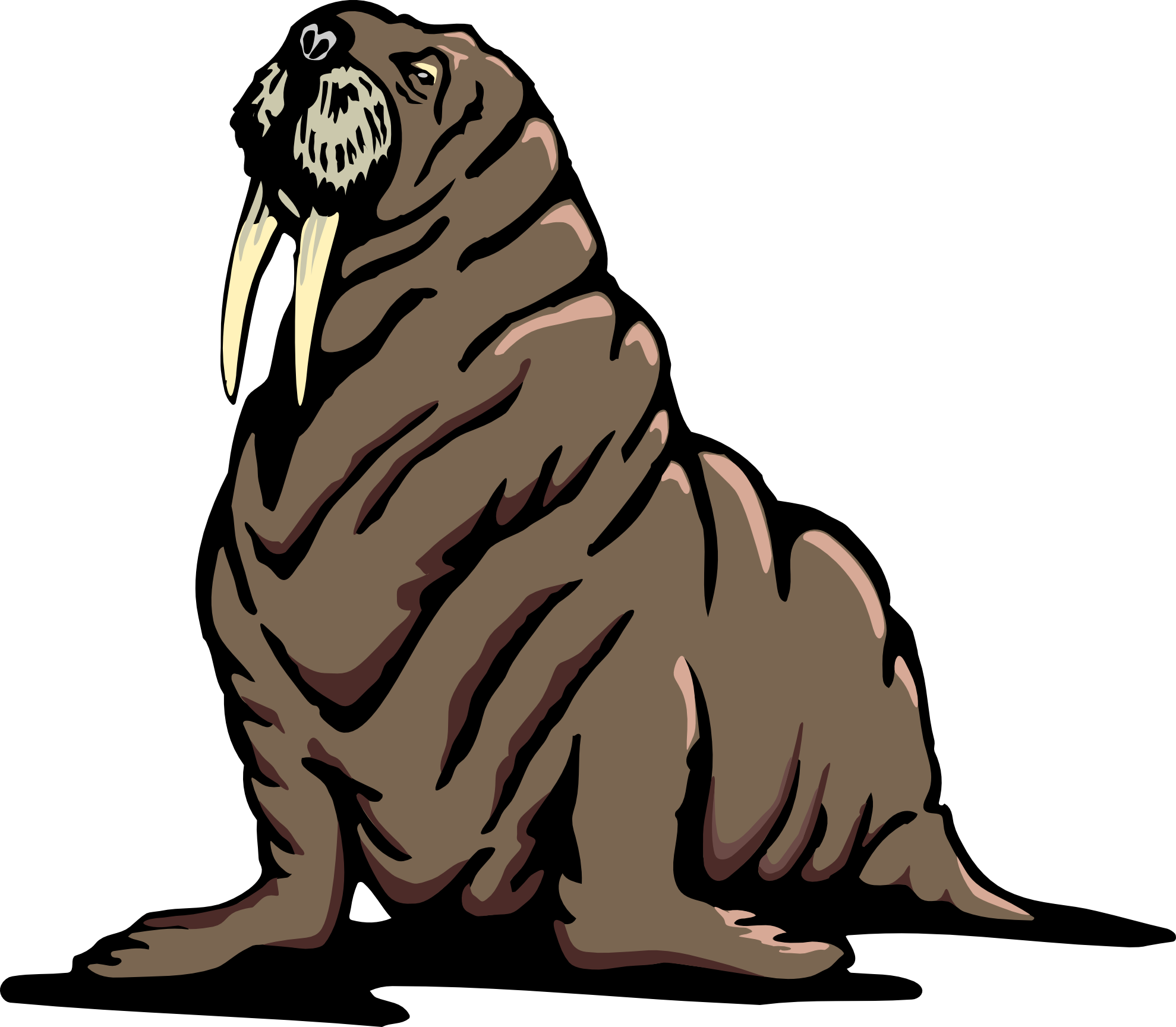 Walrus Transparent Png - Walrus Clipart Transparent (1979x1728), Png Download