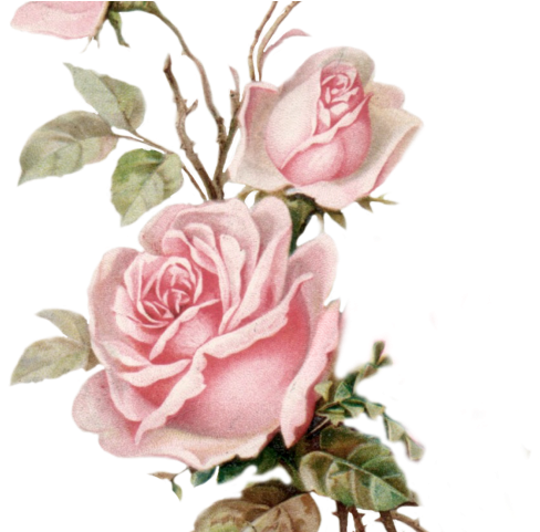 Yellow Rose Clipart Pastel Color Flower - Old Rose Png (640x480), Png Download