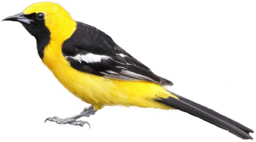 Free Png Download Black And Yellow Bird Png Images - Black And Yellow Bird Png (850x470), Png Download