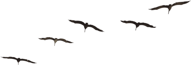 Free Png Download Bird Png Images Background Png Images - Transparent Flying Bird Png (850x478), Png Download