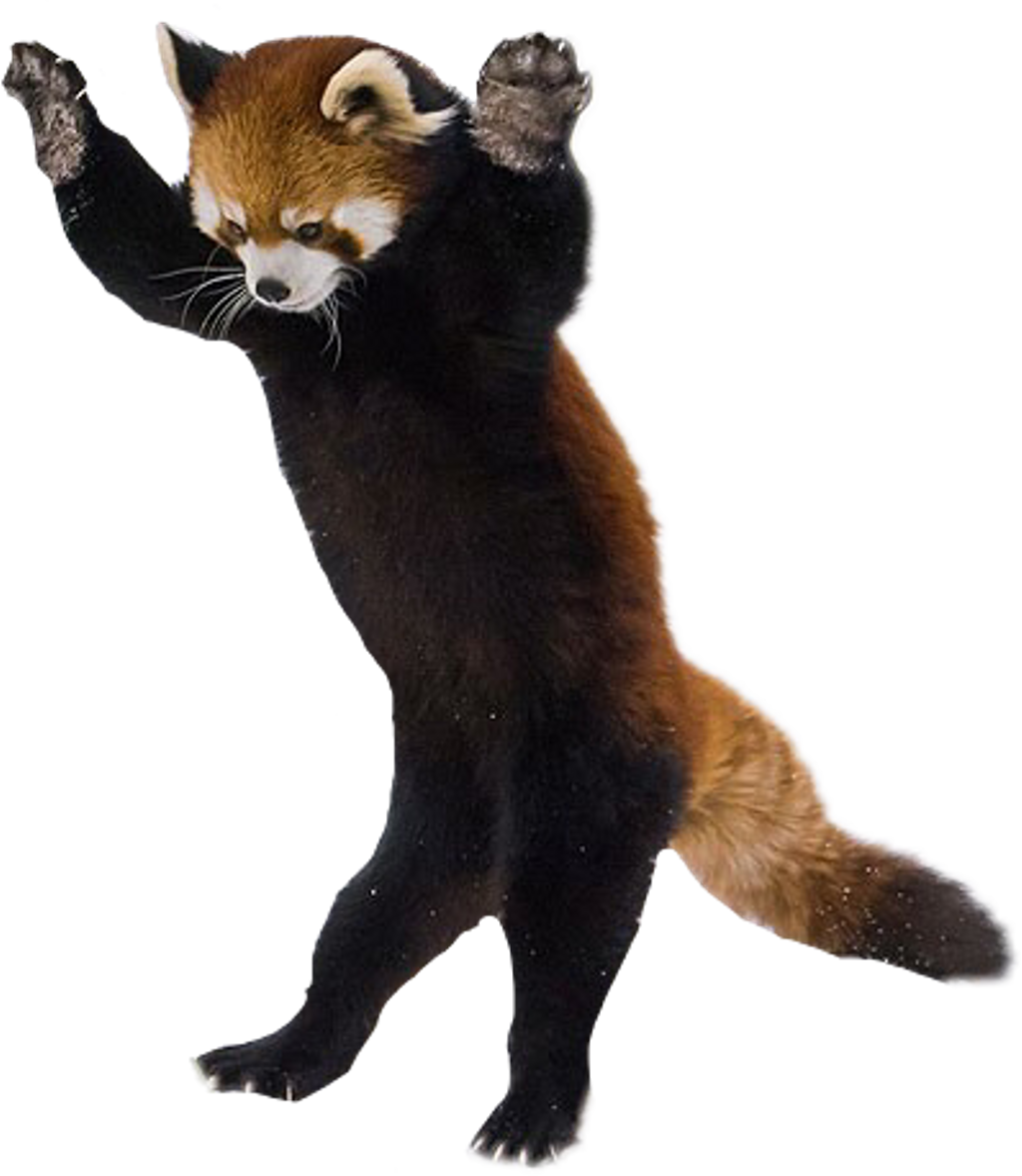Panda Sticker - Red Panda On Hind Legs (1024x1178), Png Download