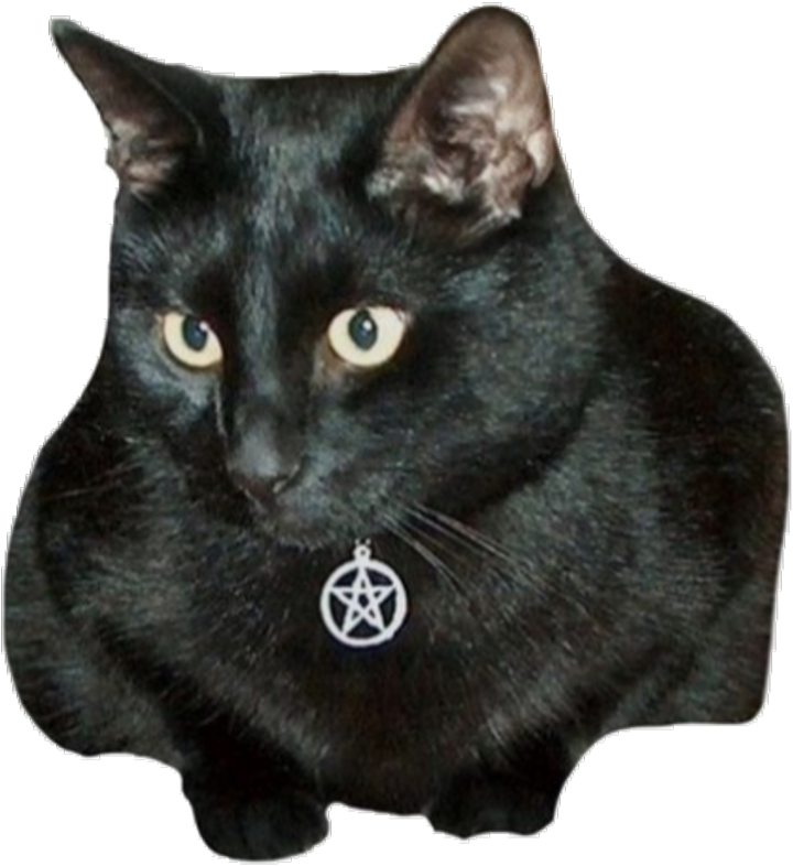 Cat Familiar D&d (1024x1199), Png Download