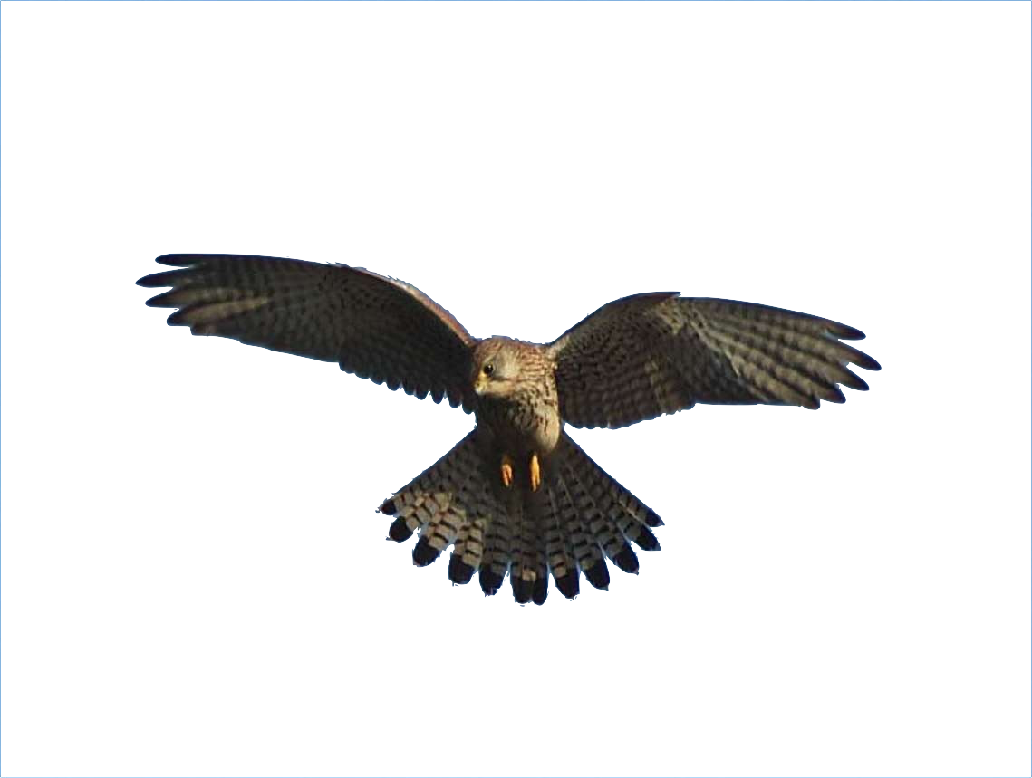 Falco - L Aquila E Il Falco (1139x859), Png Download