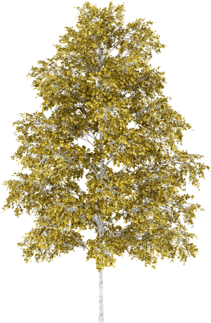 Yellow Birch Feuille Yellow Birch - Bouleau Png (578x648), Png Download