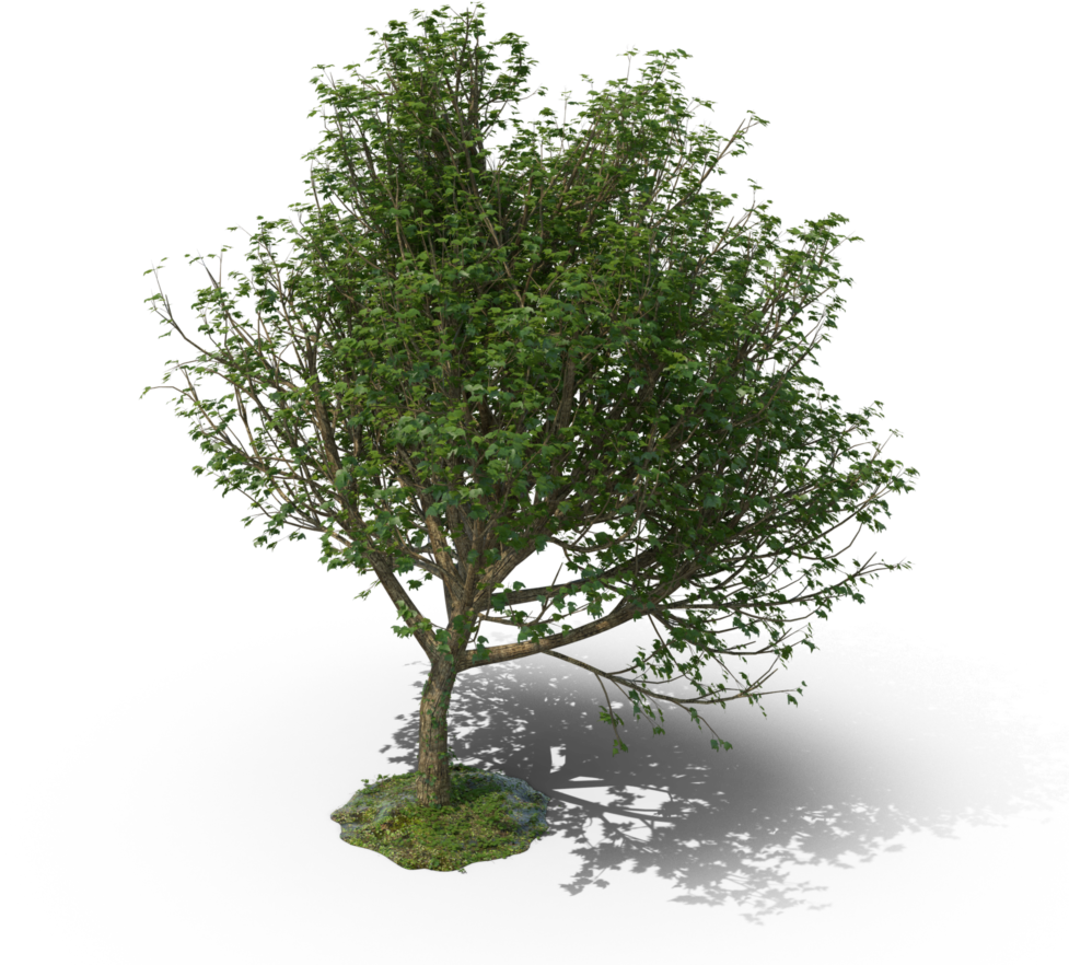 Mexican Pinyon (1024x1024), Png Download