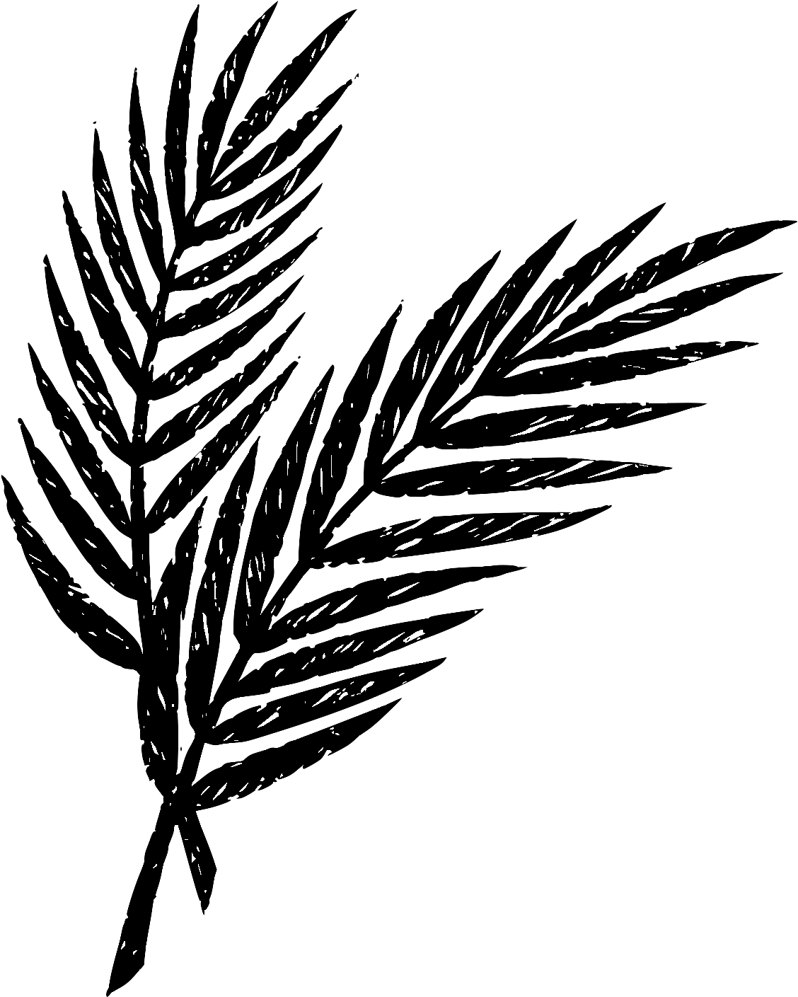 Holy Week Palm Leaves (1217x1454), Png Download