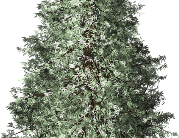 Fir Tree Clipart Redwood - Portable Network Graphics (640x480), Png Download