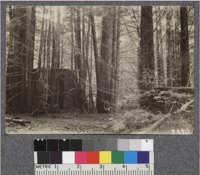 Secondgrowth Redwood Yield Study - Grove (716x626), Png Download