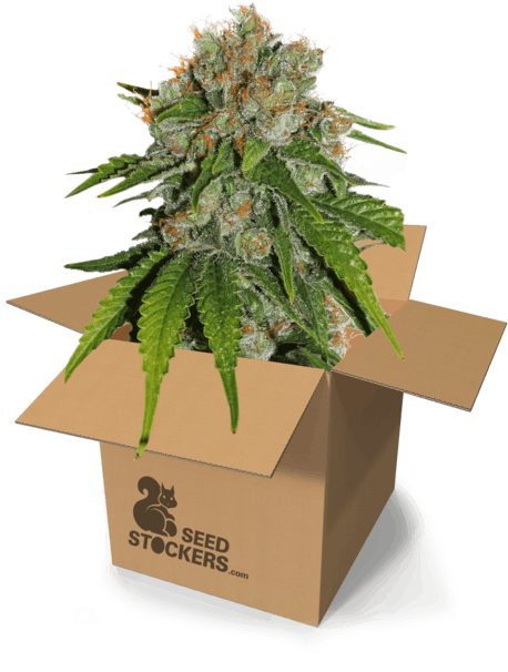 Product Image - Seed (770x751), Png Download