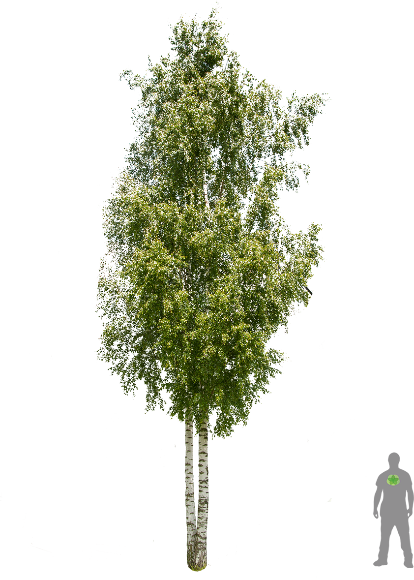 Redwood Tree Tunnels - Silver Birch Tree Png (900x1200), Png Download