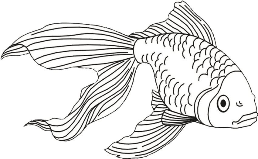 Free Png Download Fish And Shark Coloring Pages Png - Gold Fish Line Art (850x523), Png Download